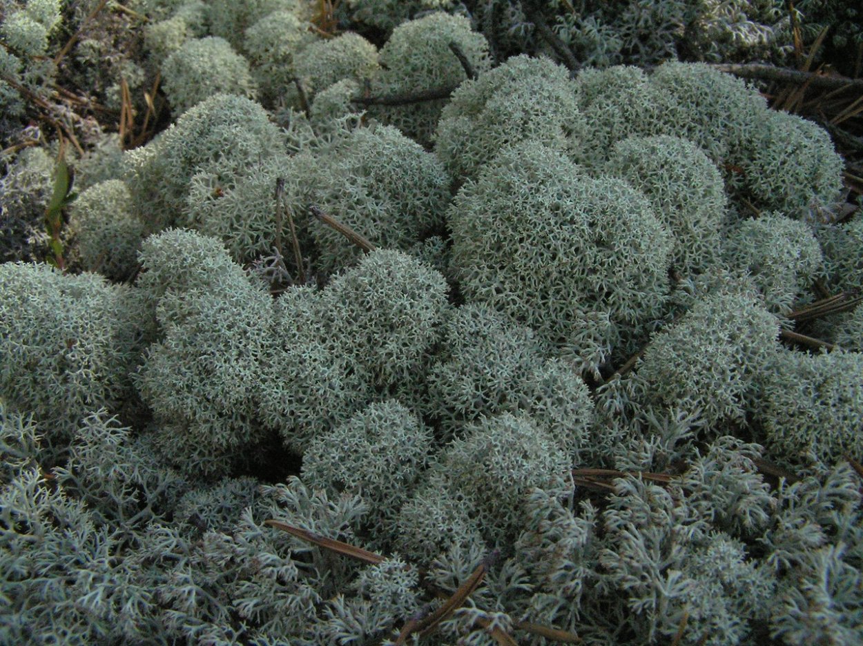 Белый мох Псков