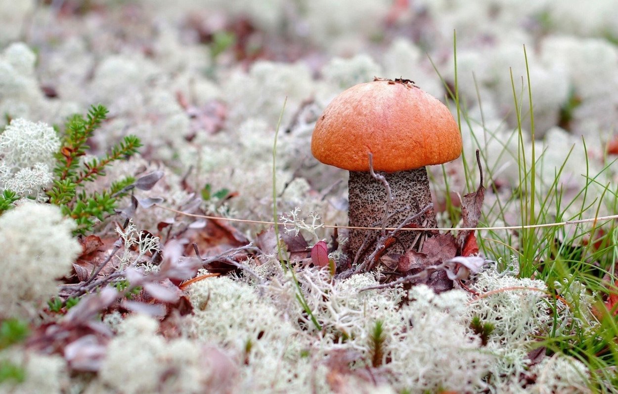 Голубой мох в лесу