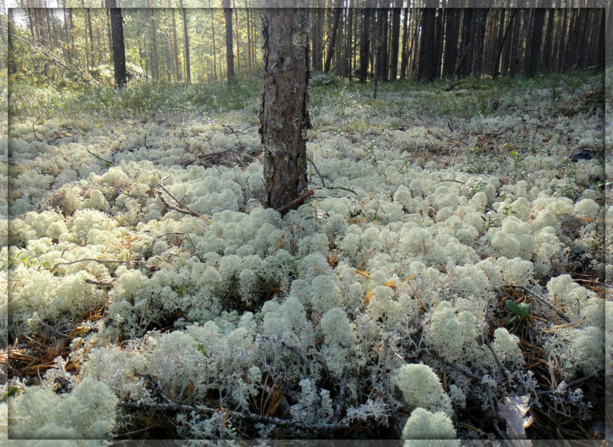 Мох беломошник