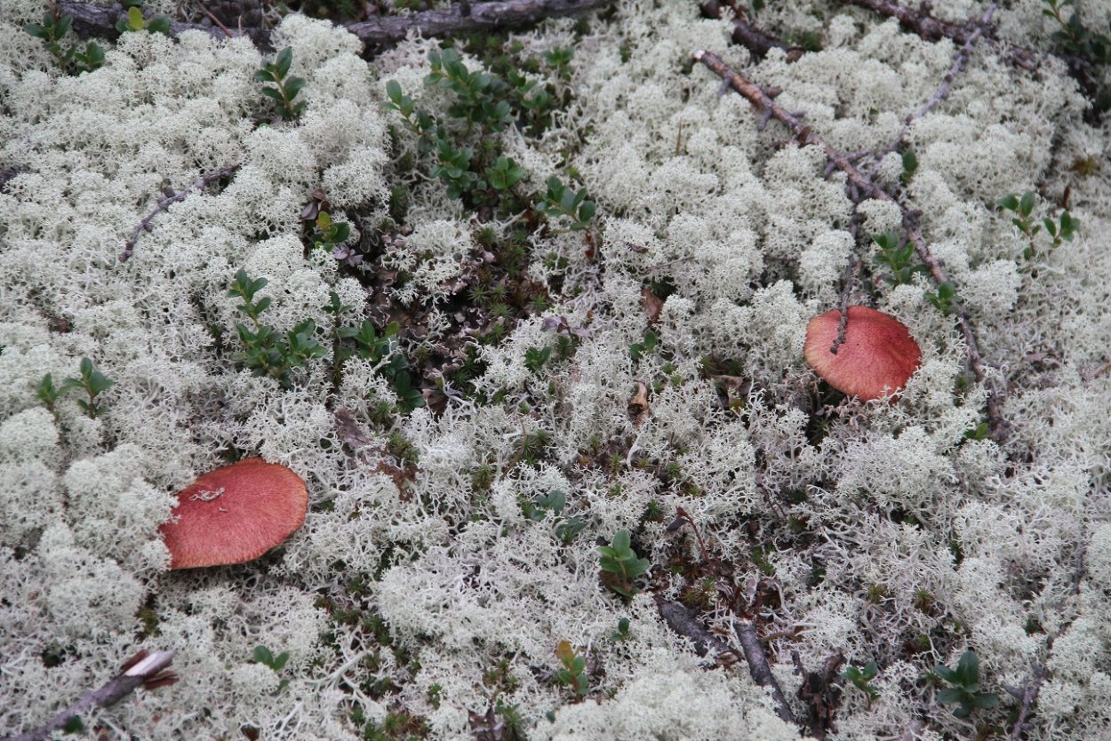Мох стабилизированный, белый