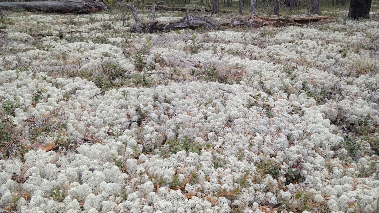 Lepraliella contigua Мшанка