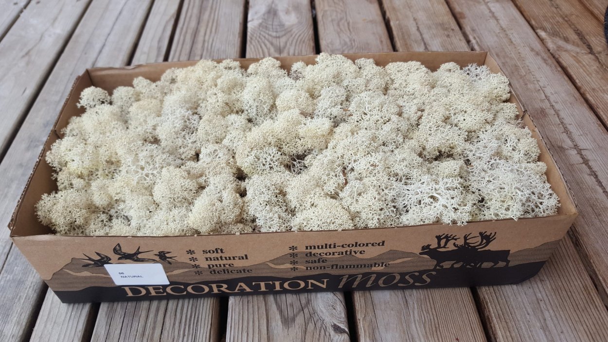 Сосновый Боровой гриб