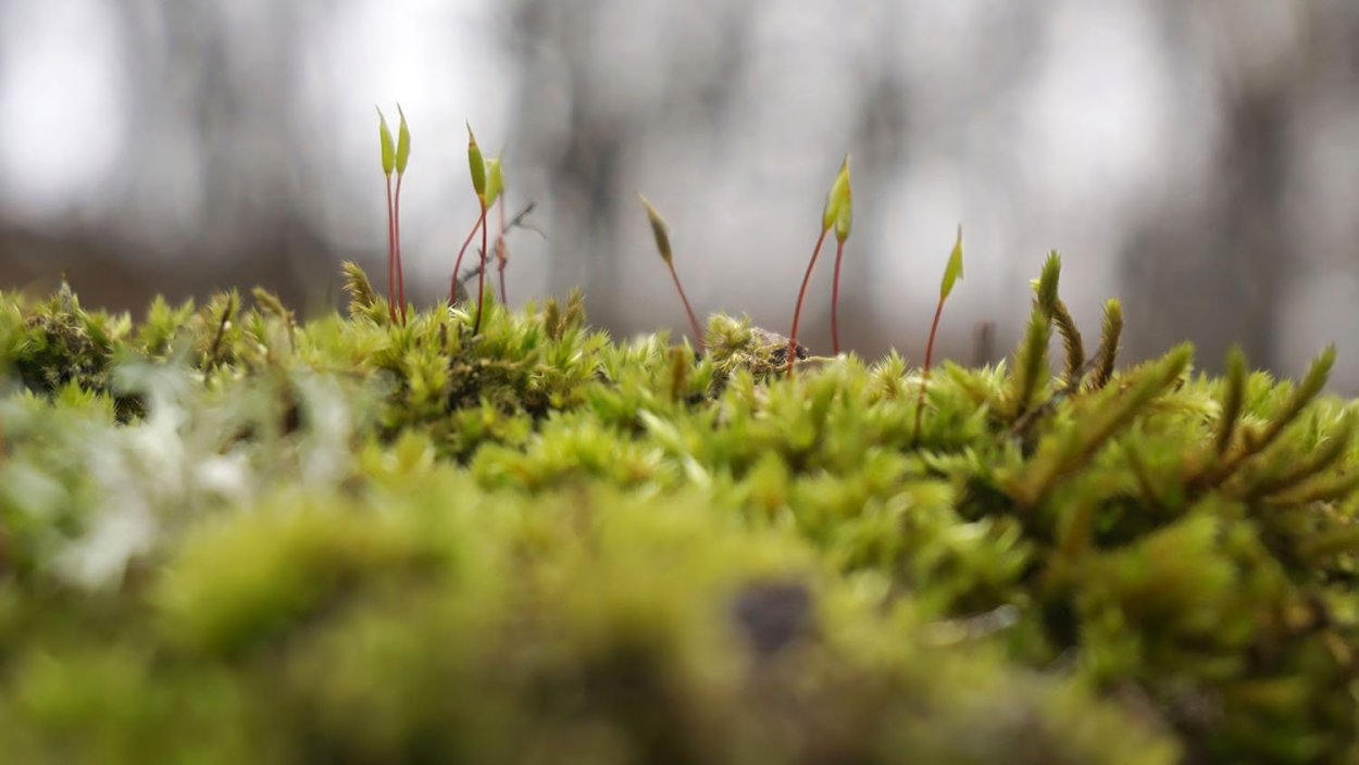 Лишайник кладония Лесная