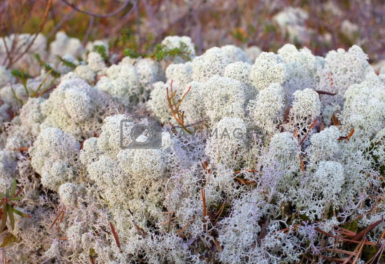 Белые в белом мху