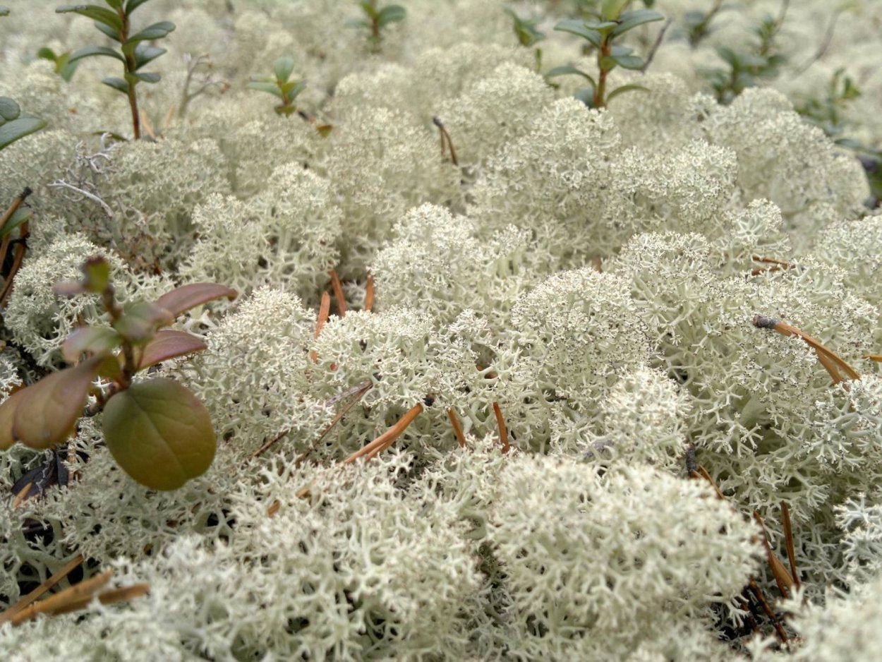 Белый мох сфагнум