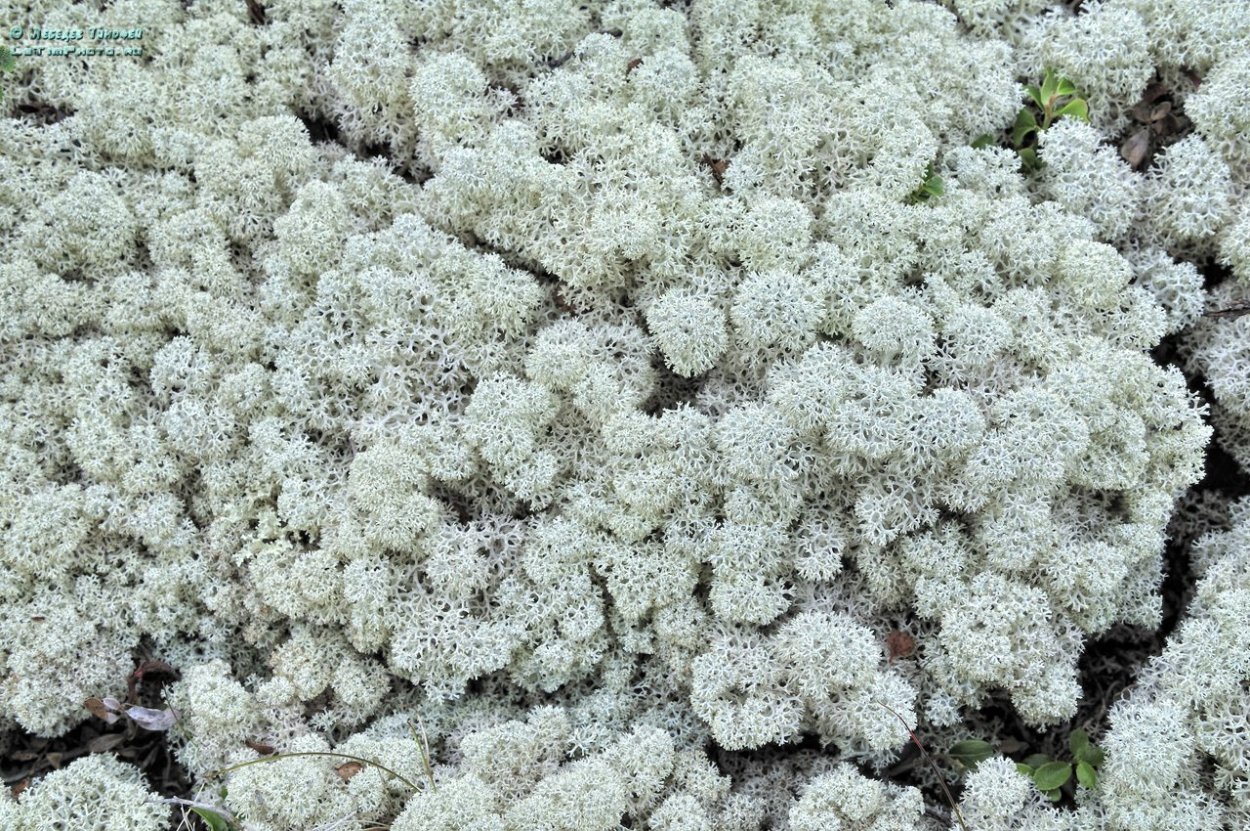 Лишайник ягель