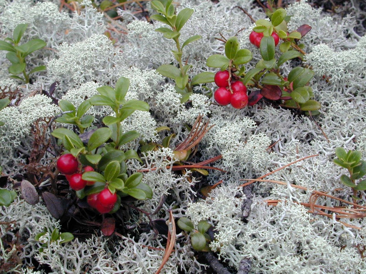 Белый гриб в ягеле