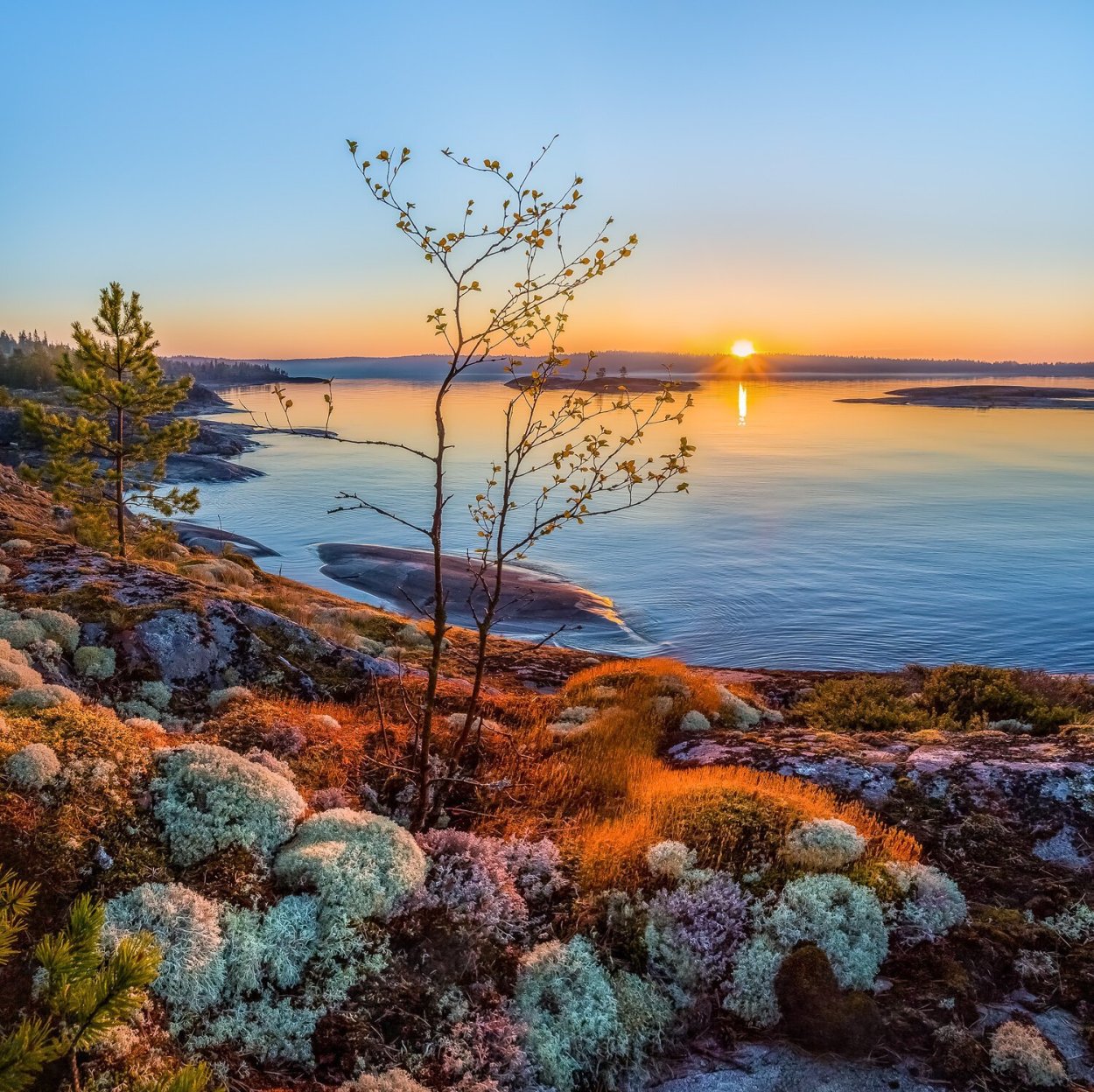 Поляна с ягелем