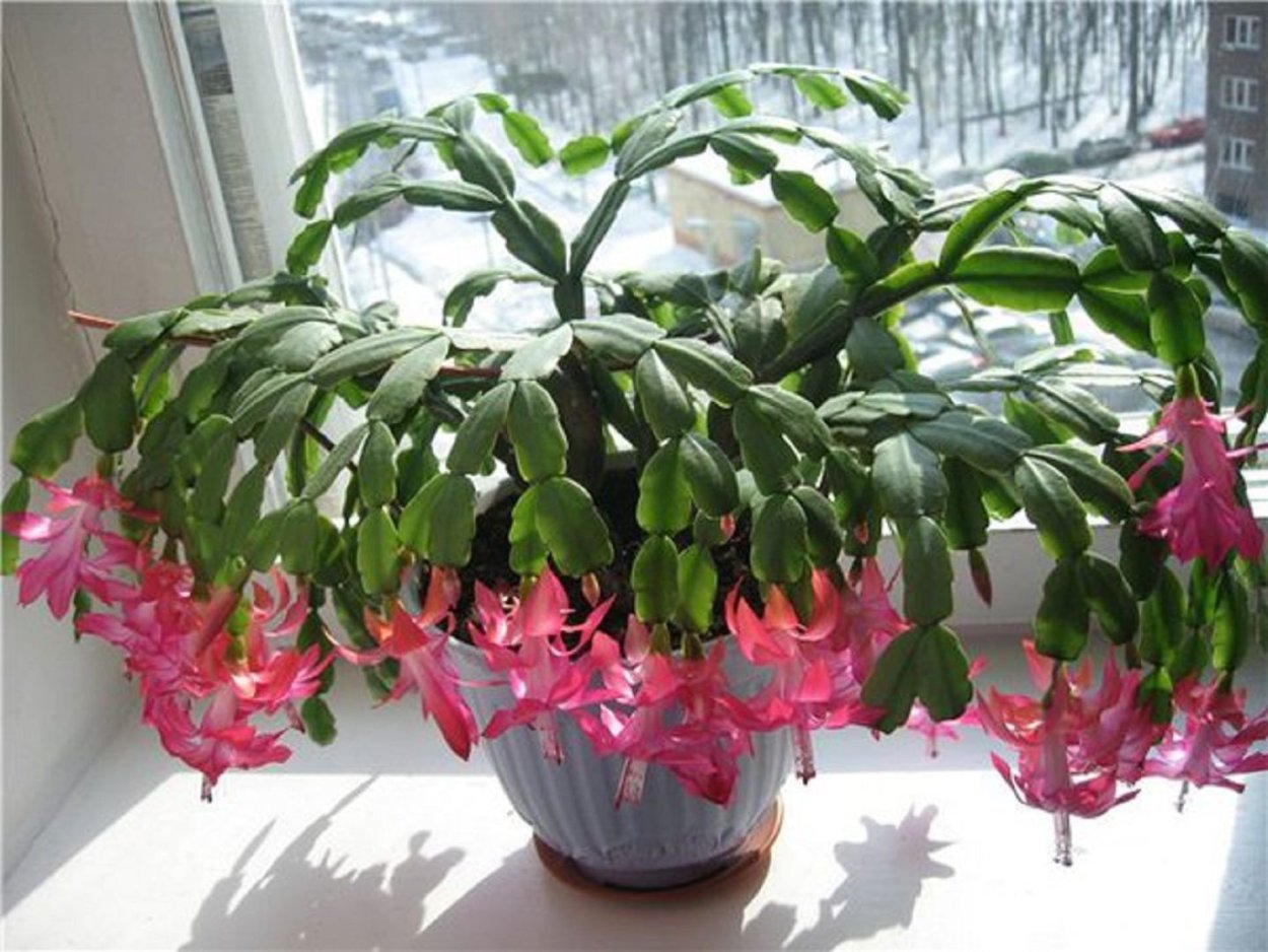 Шлюмбергера ампельная