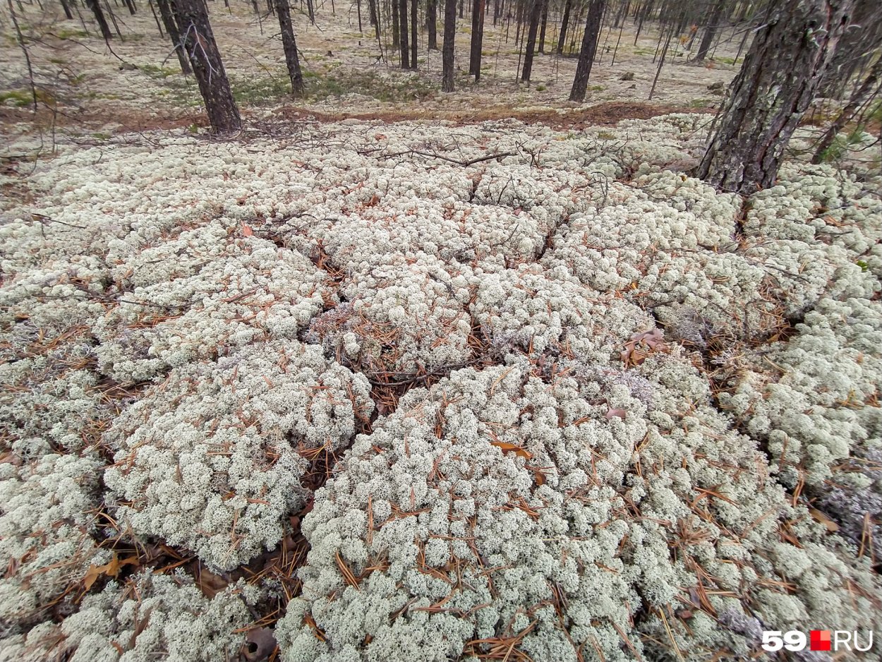 Белый мох ягель