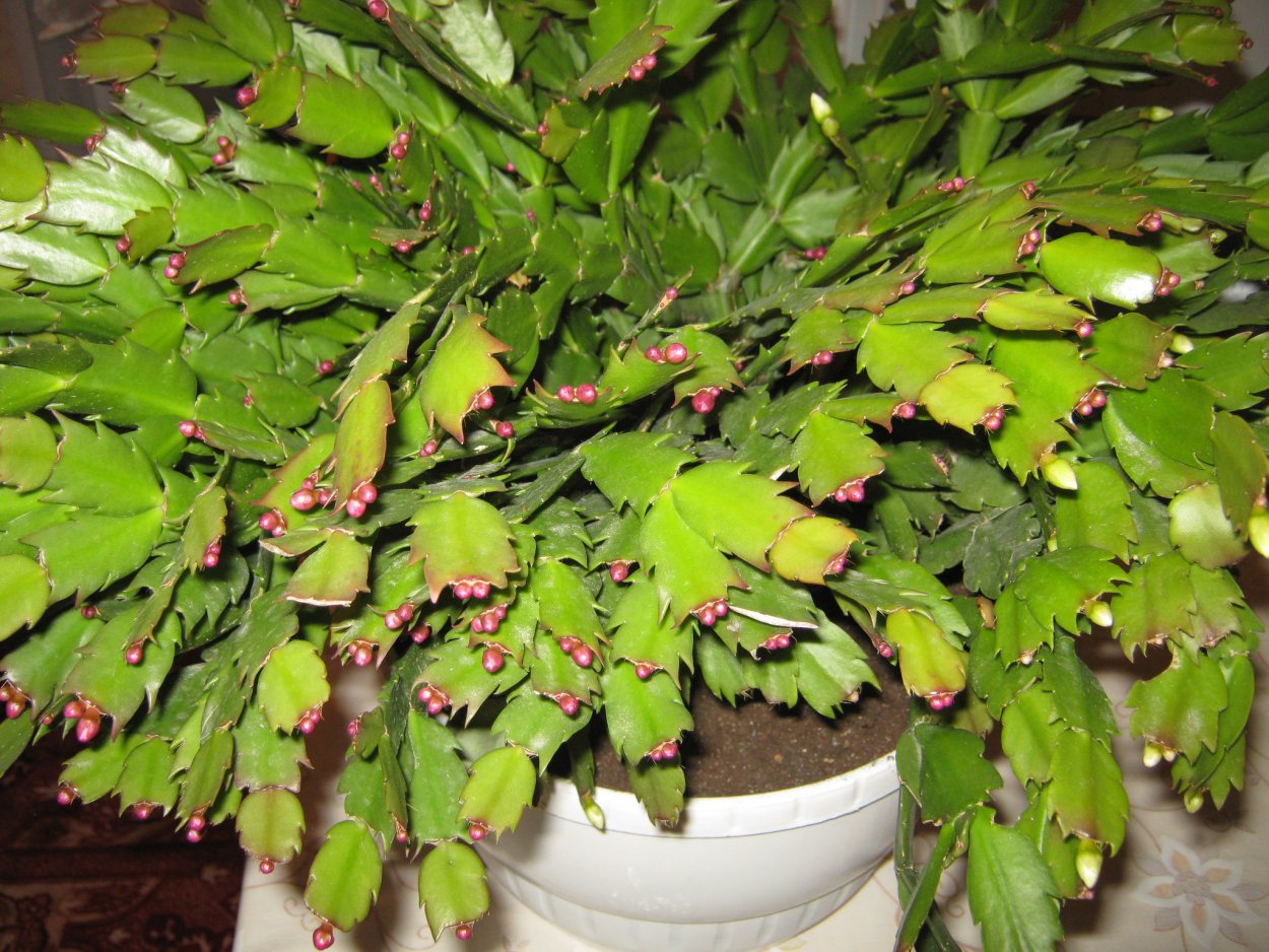 Фикус шлюмбергера