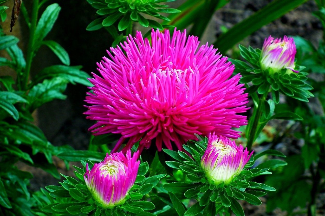 Астра Фламир красный