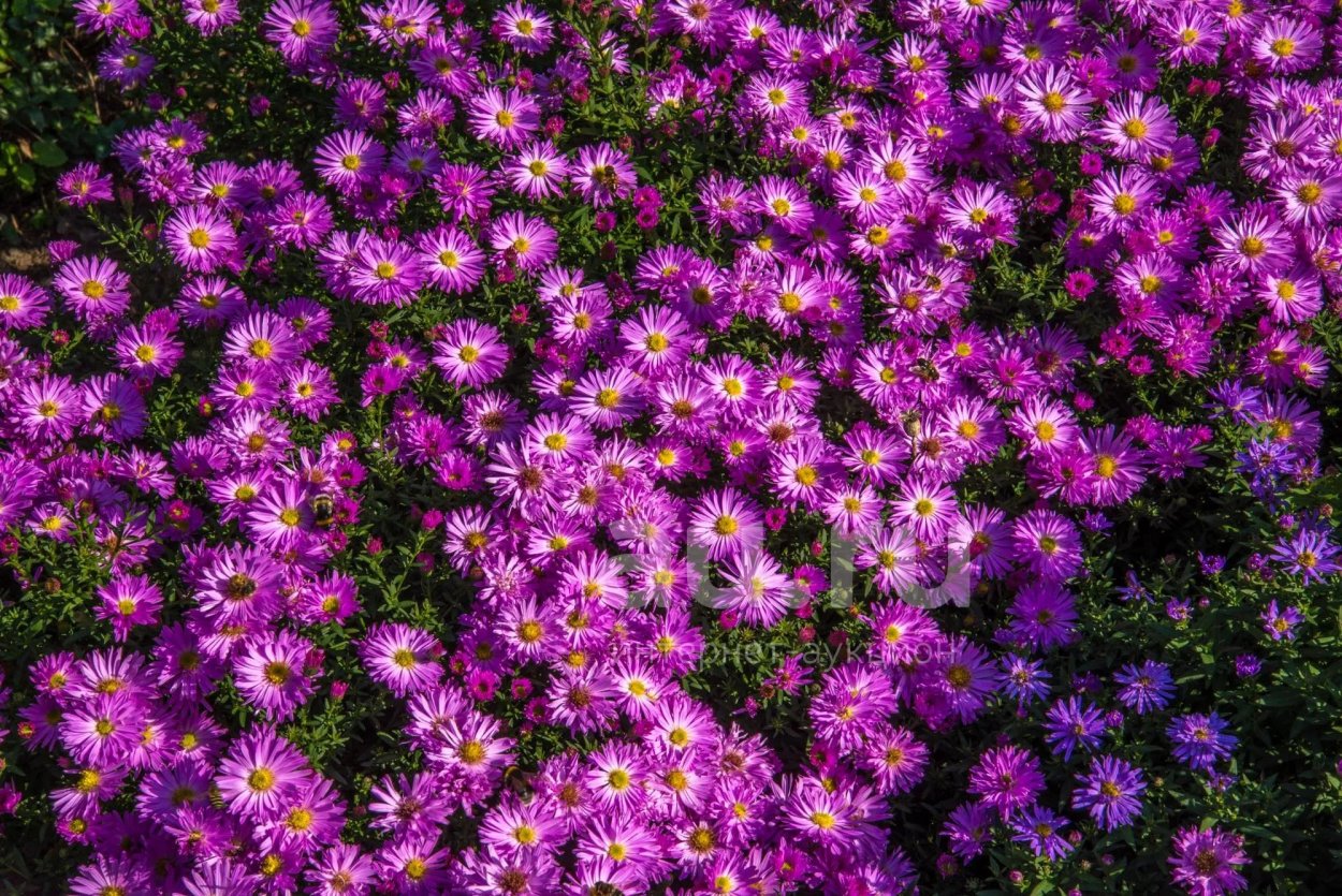 Сентябринки октябринки