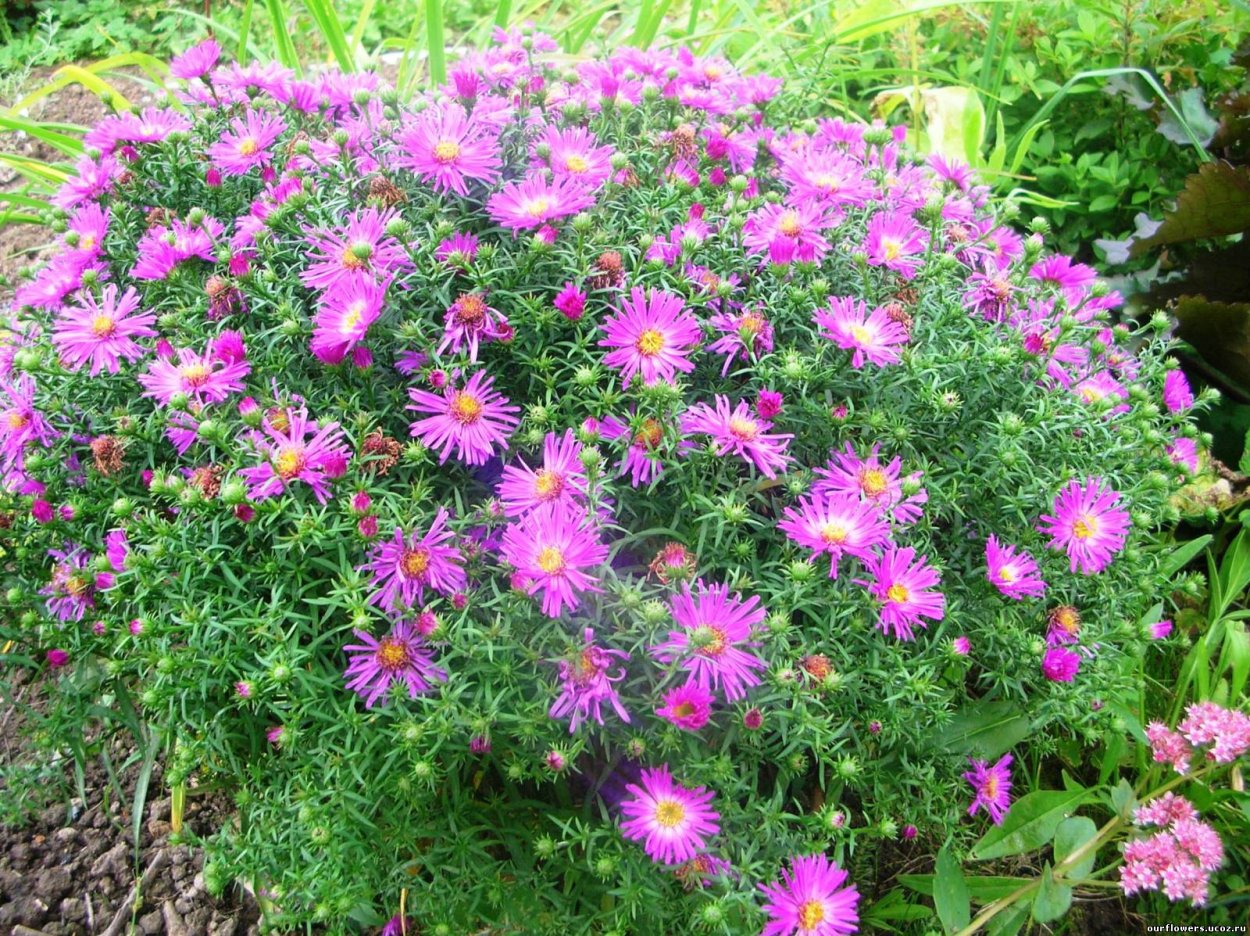 Астра кустарниковая Pink Beauty