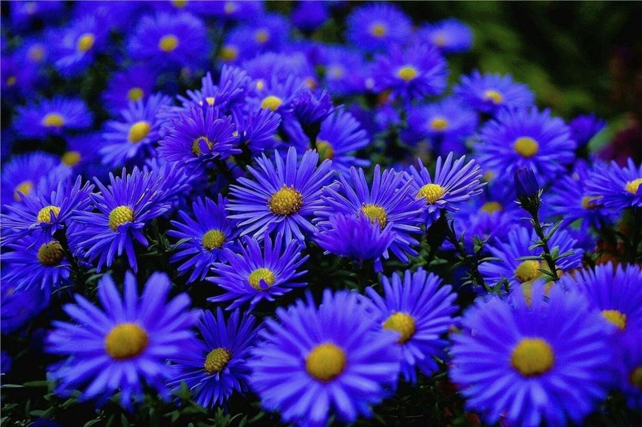 Голубая Астра сентябринка