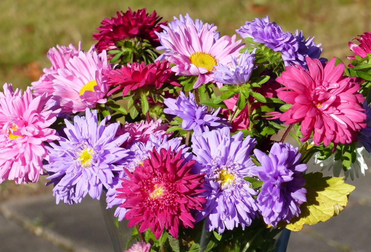 Астра хризантемная