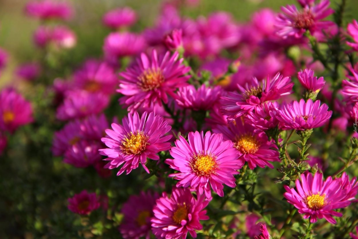 Сентябринки октябринки