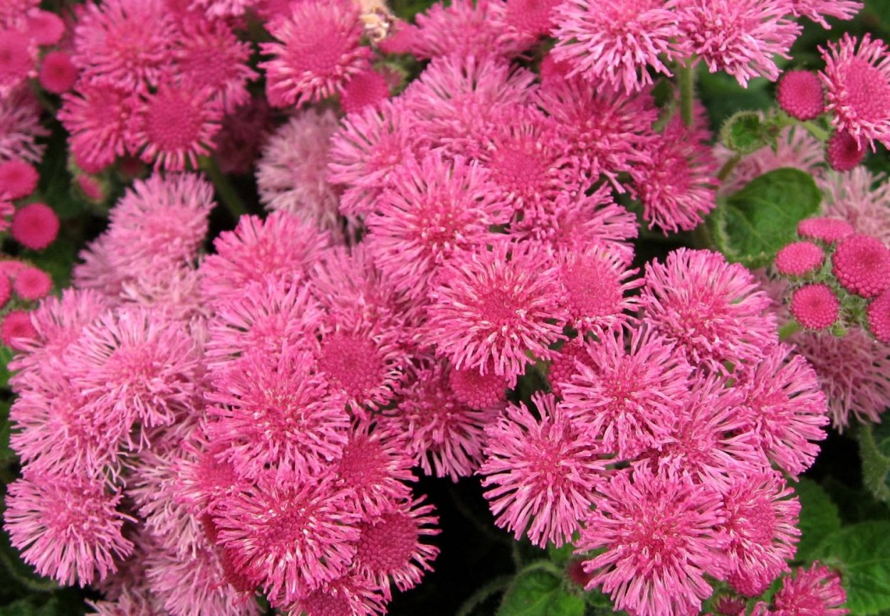 Агератум Кардинал бордо