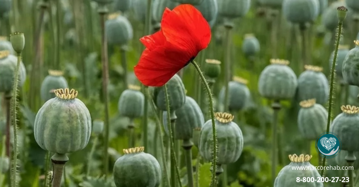 Опиумный Мак Россия