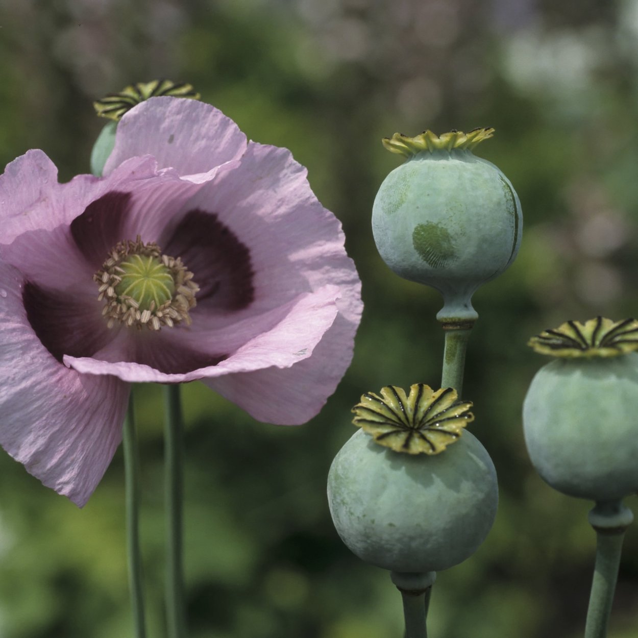 Мак снотворный (Papaver somniferum)