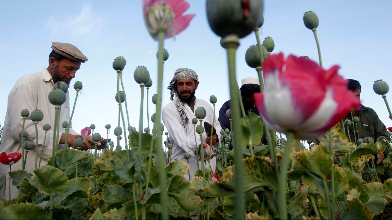 Афганский Кукнор