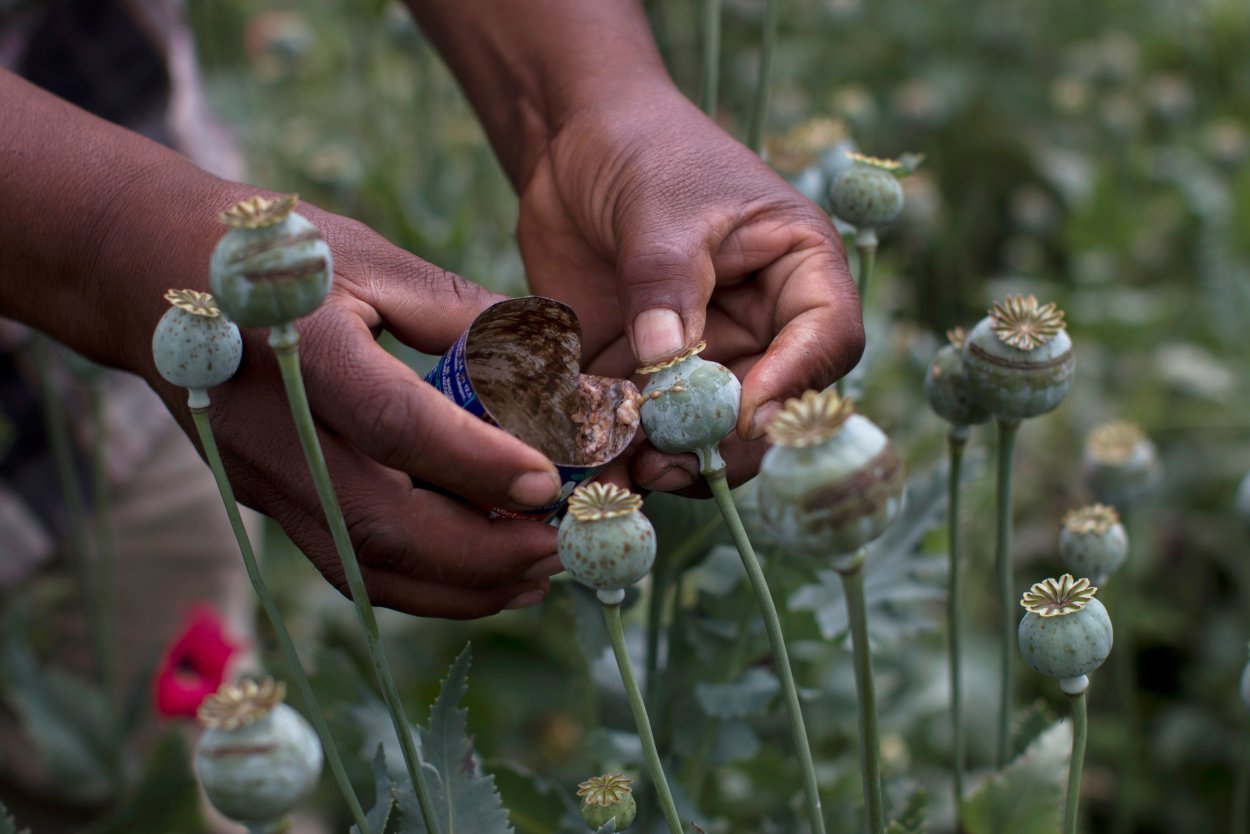 Опий ( опиум )