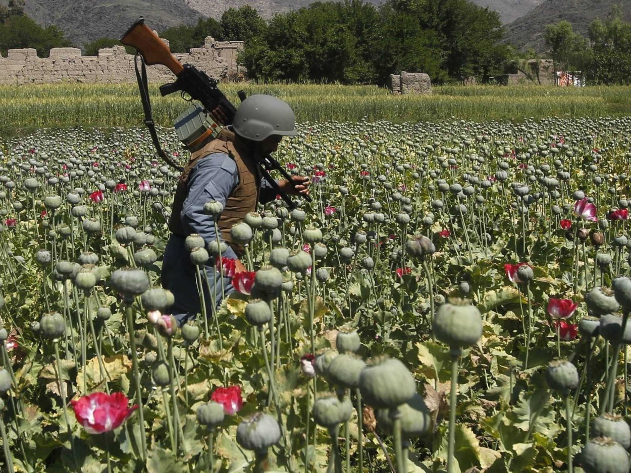 Выращивание опиумного мака в Афганистане