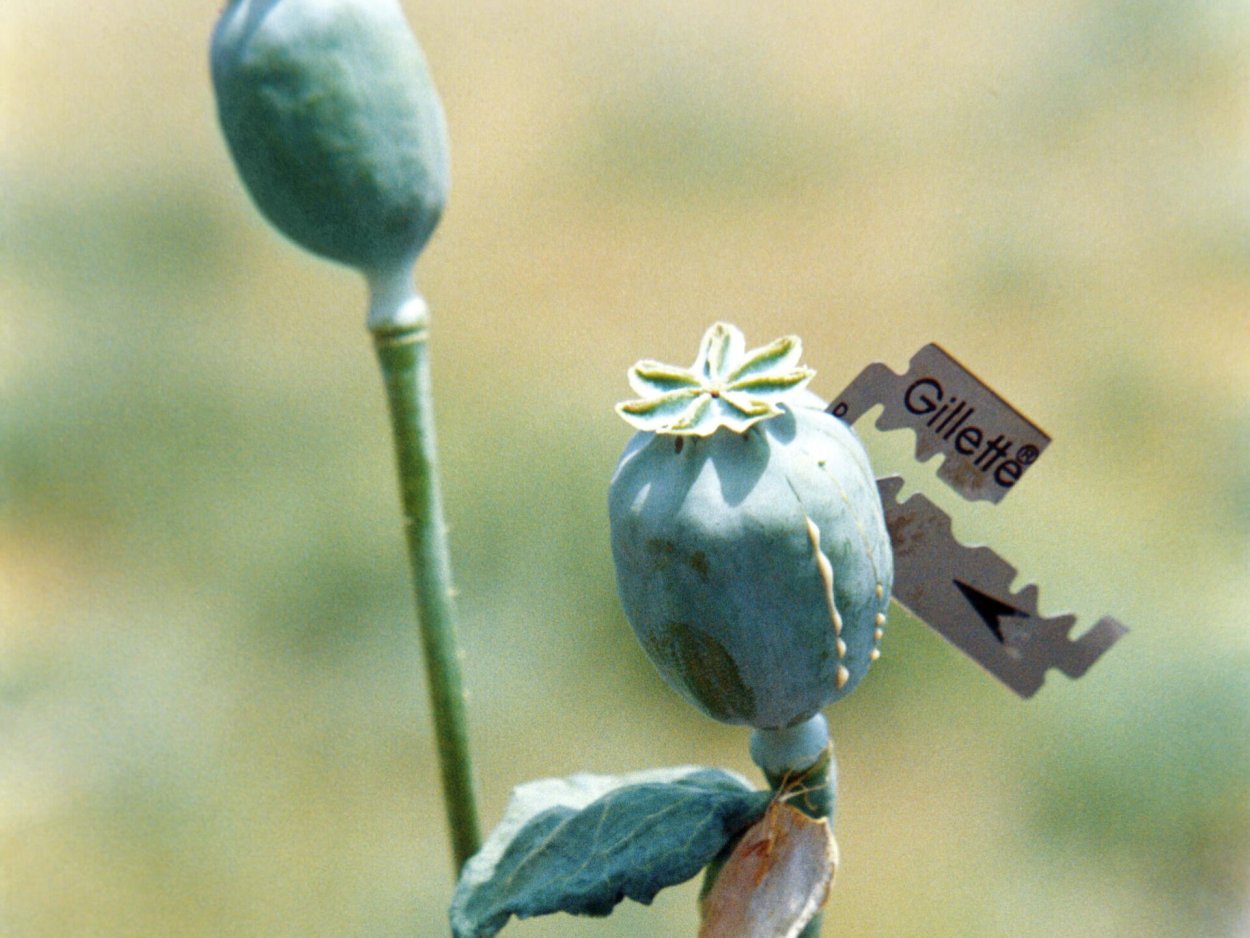 Опий ( опиум )