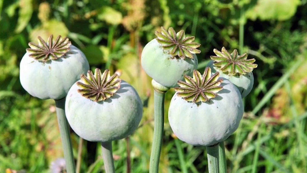 Семена опийного мака