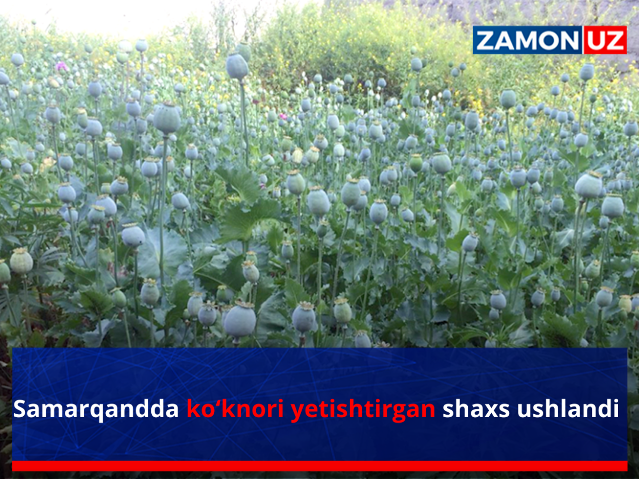 Плантация опиума