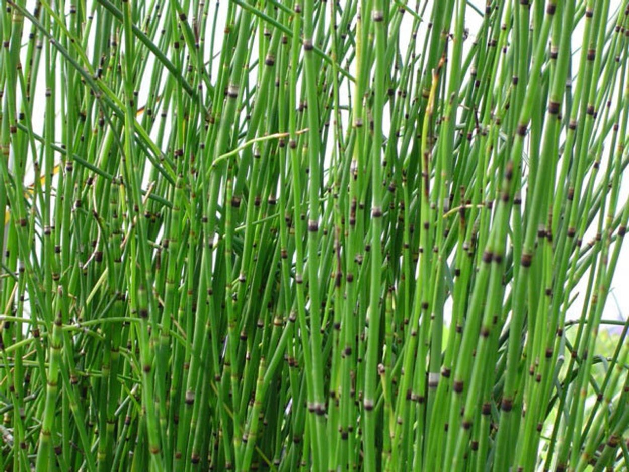 Аспарагус плющ папоротник и хлорофитум