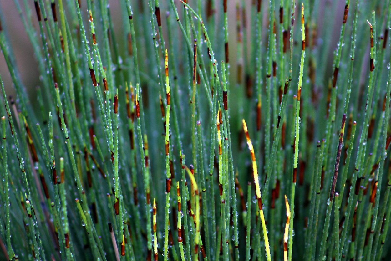 Водное растение Equisetum Horsetail