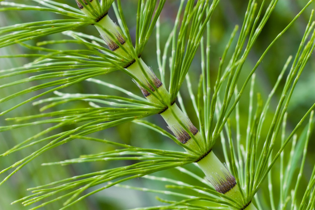 Horsetail Equisetum arvense растение