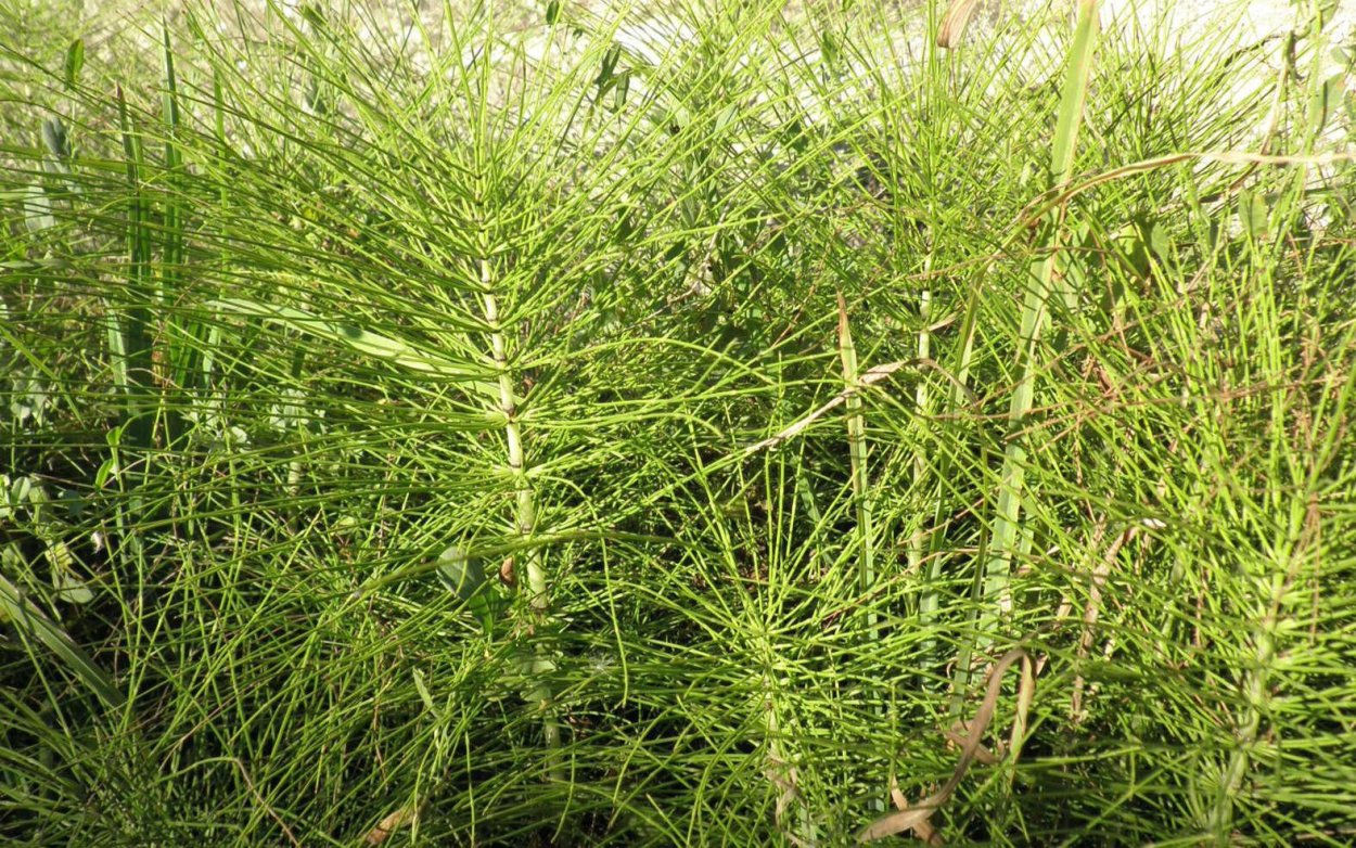 Хвощ казацкий