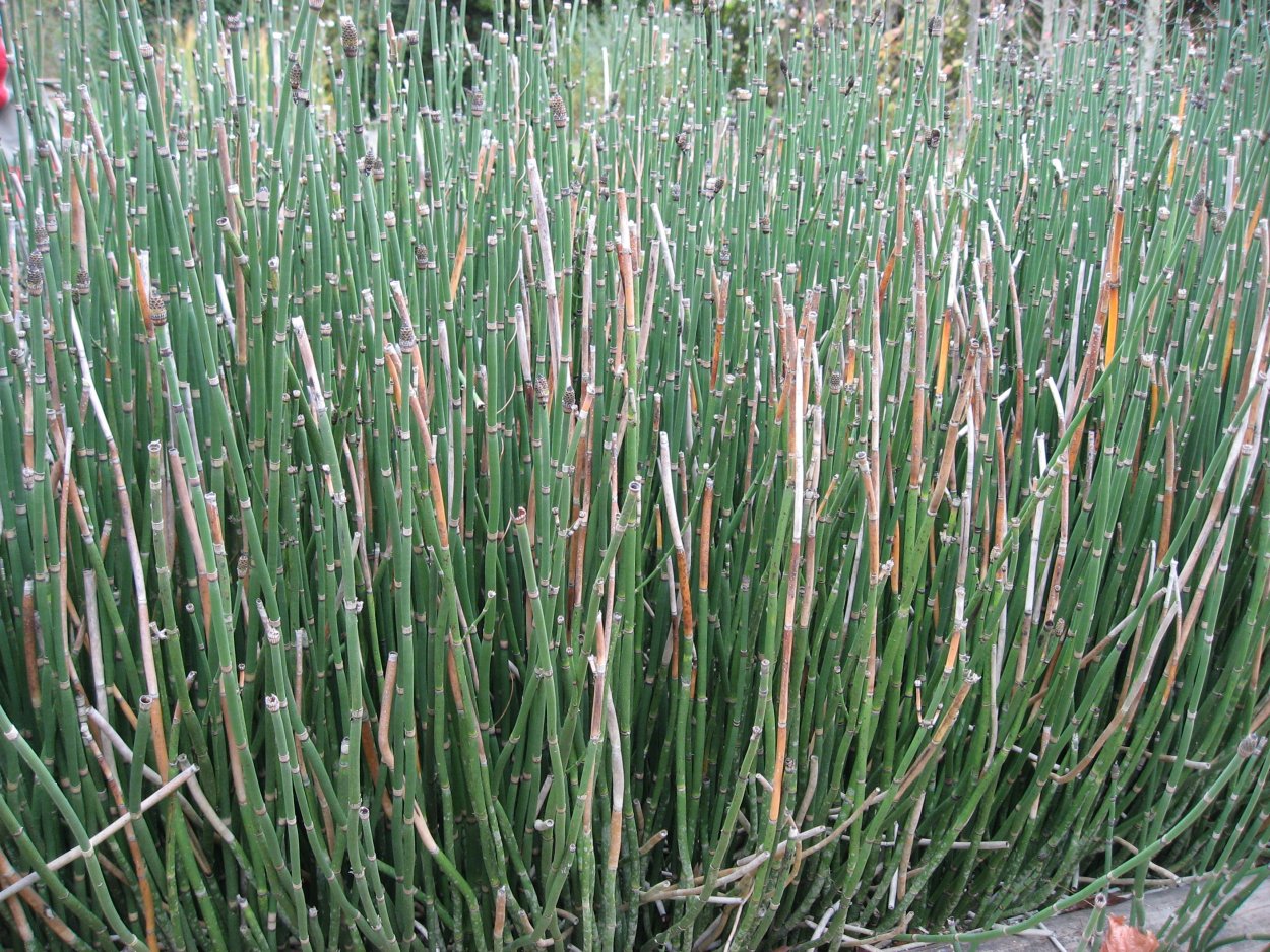 Ванна с хвощом