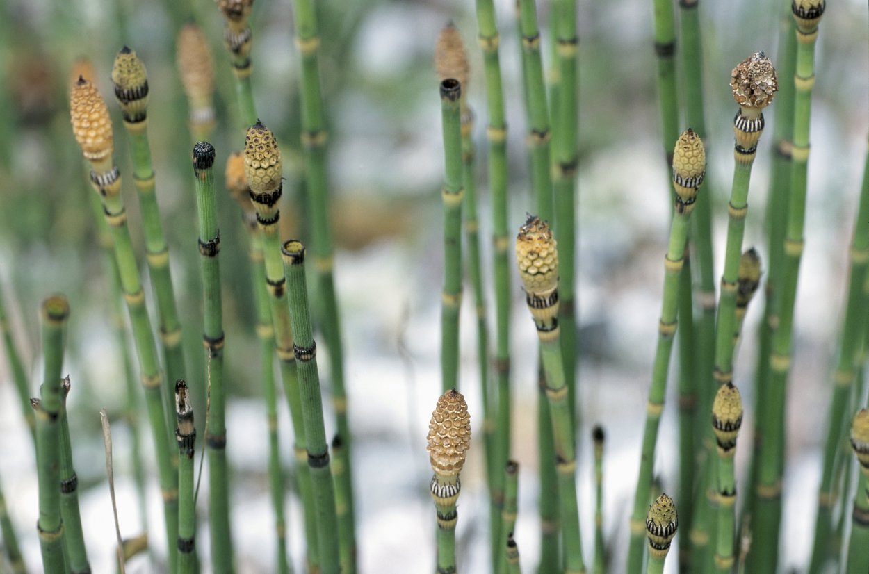 Хвощ полевой зимующий