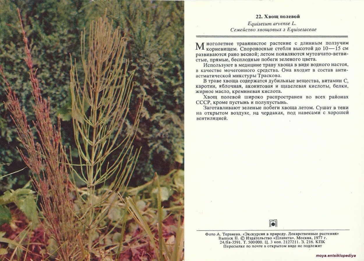 Хвощ пёстрый