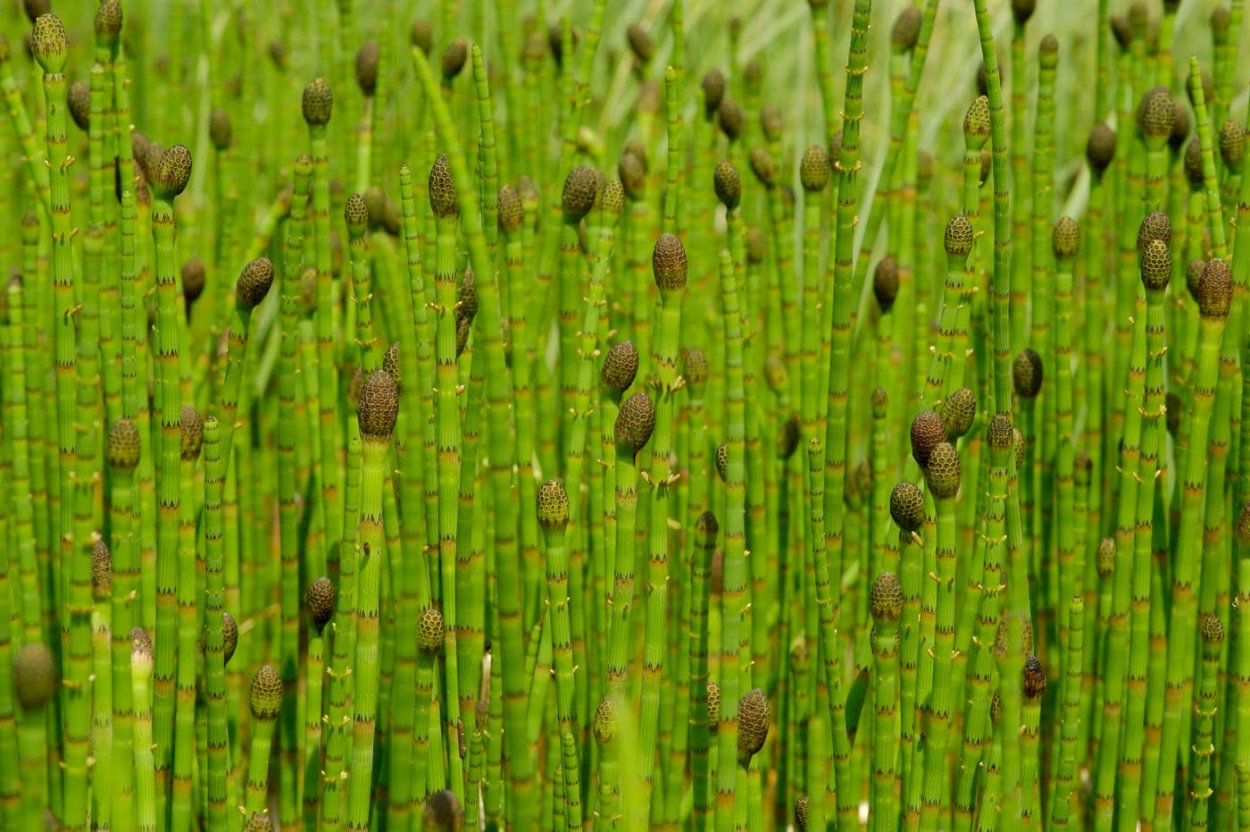 Хвощ Приречный (Equisetum fluviatile)