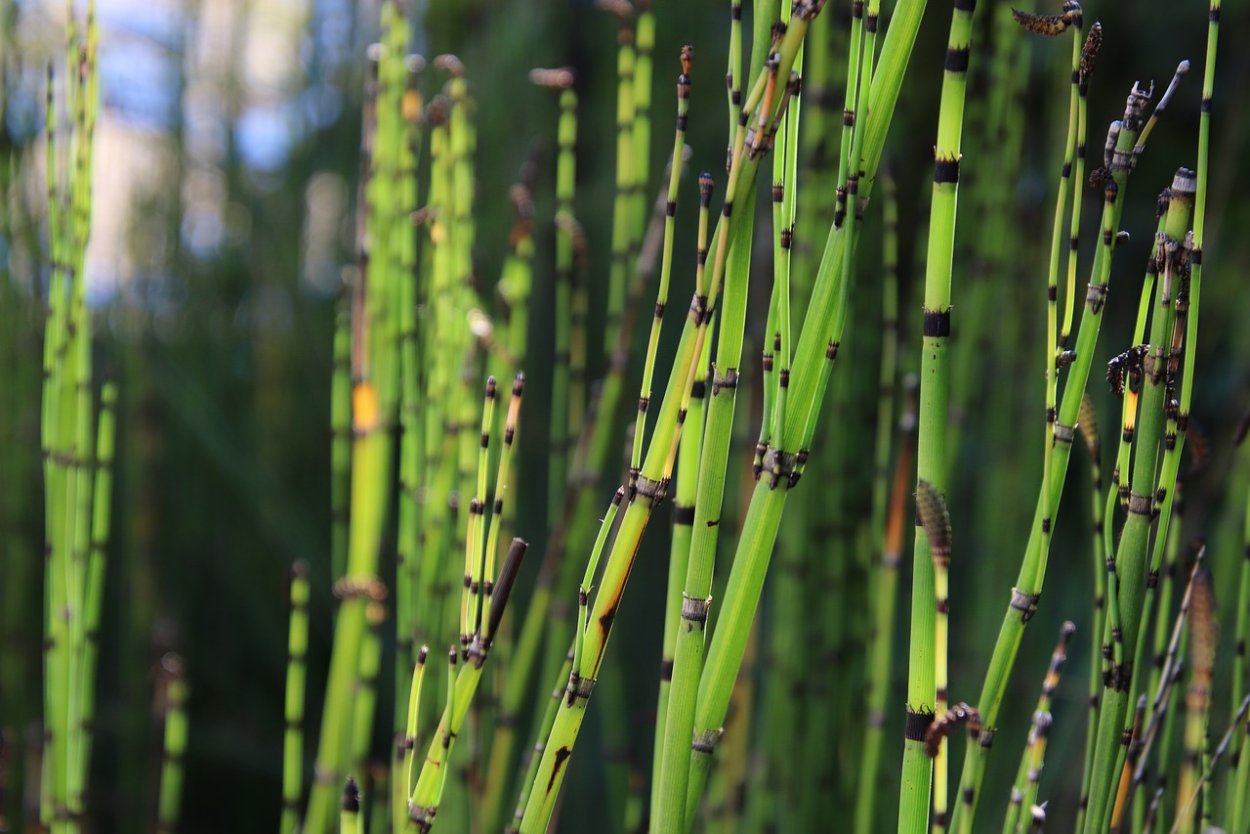 Хвощ Шаффнера