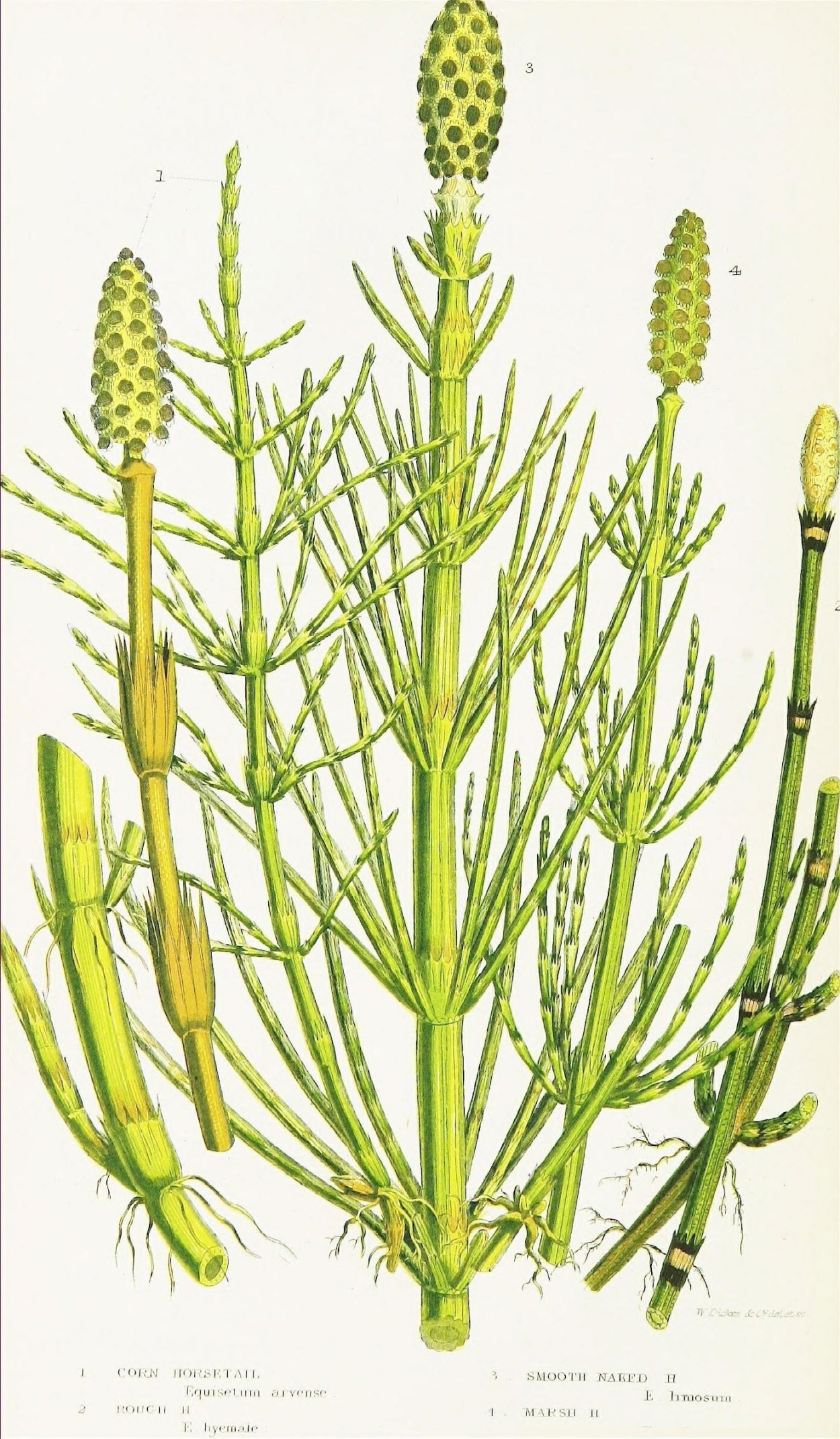 Спороносный колосок селагинеллы