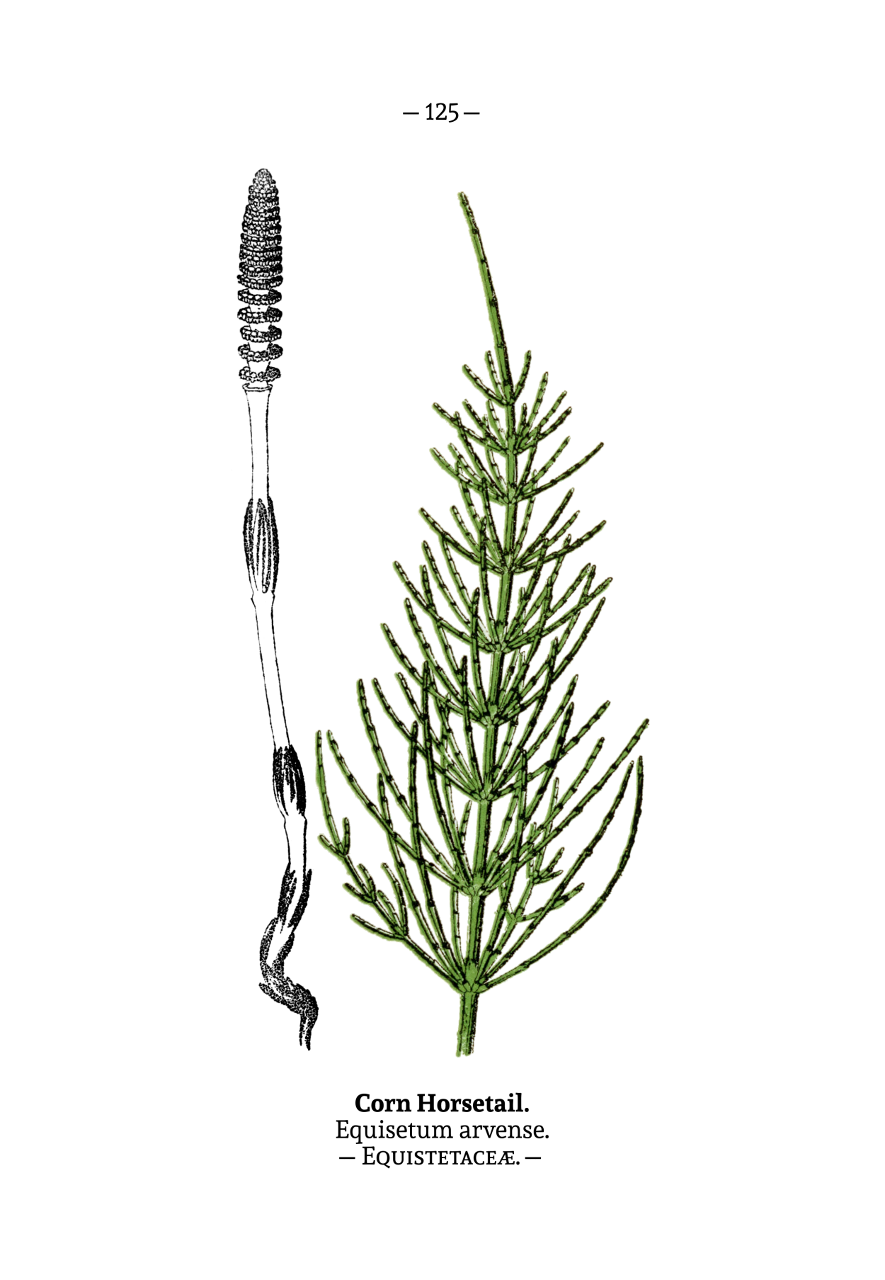 Хвощ японский