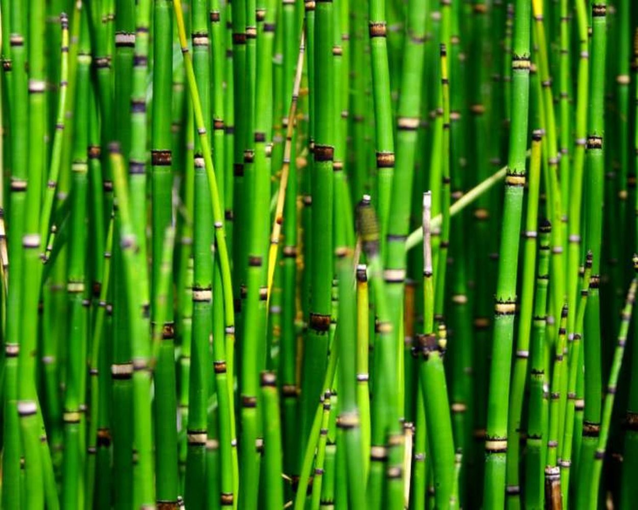 Хвощ зимующий Equisetum hyemale