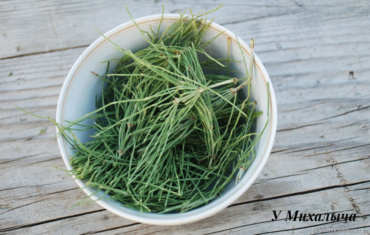 Хвощ тростниковый бамбук