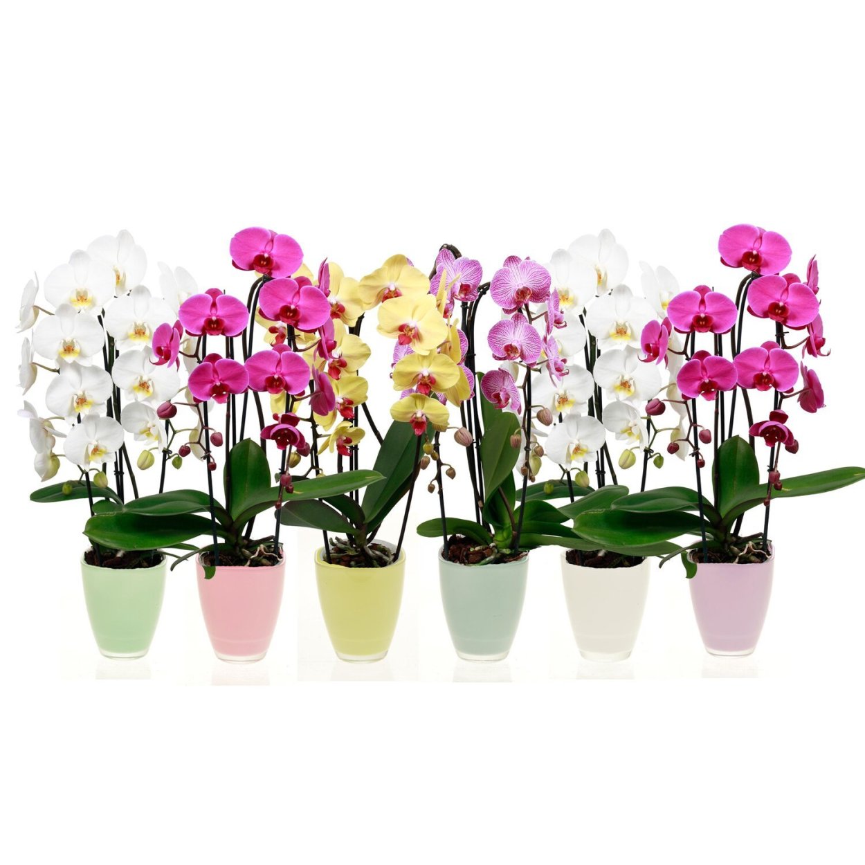 Орхидея фаленопсис микс