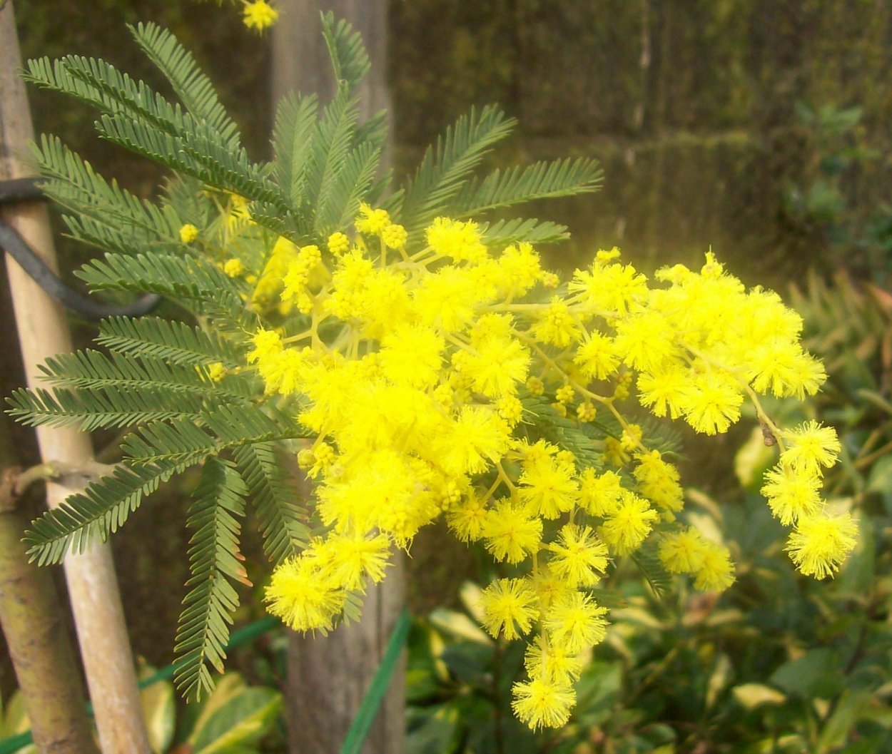 Mimosa Willamo. Цветение мимозы в Сочи. Мимоза и любовь. Цветок похожий на мимозу с желтыми цветами название.