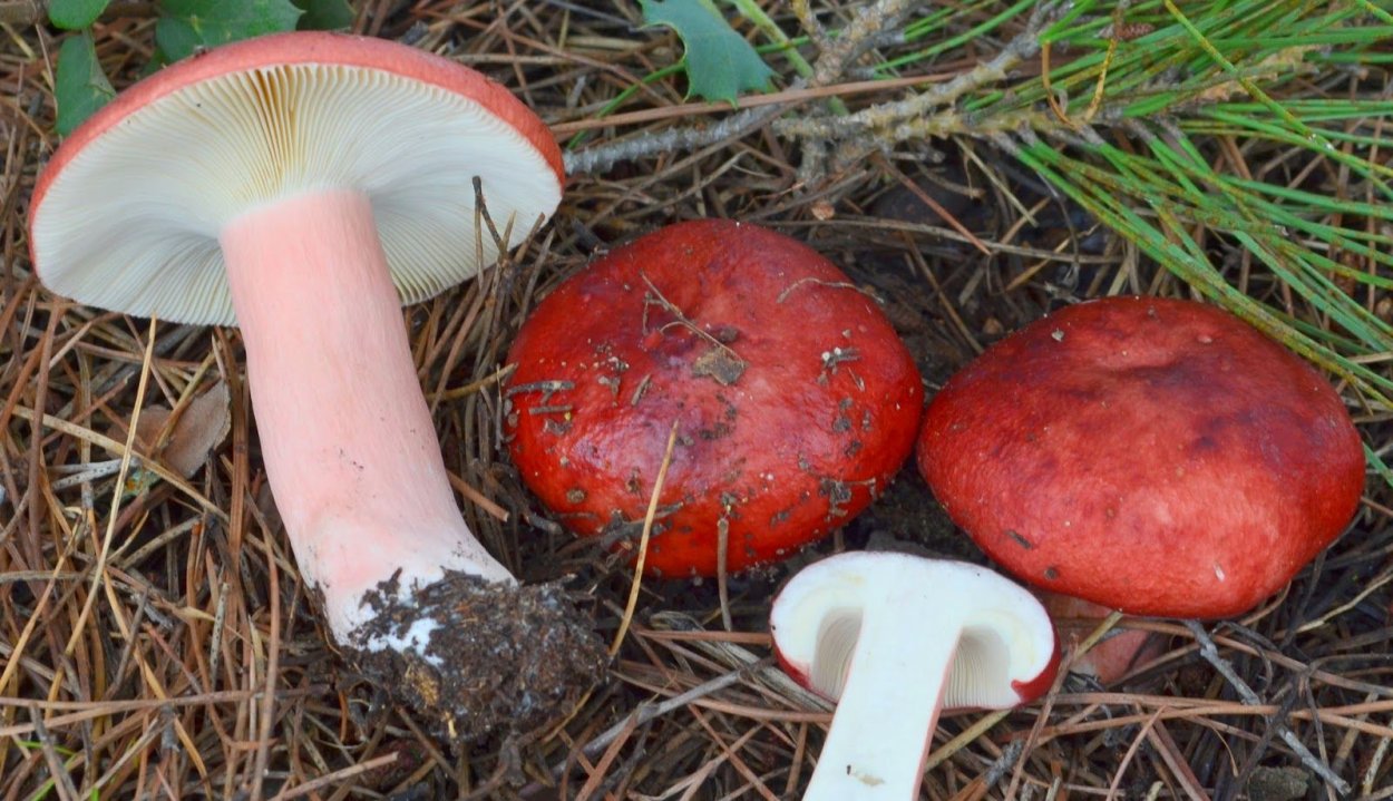 Сыроежка жгучеедкая (Russula emetica)