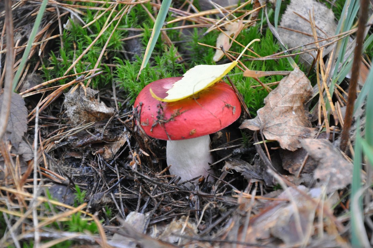 Сыроежка лиловатая