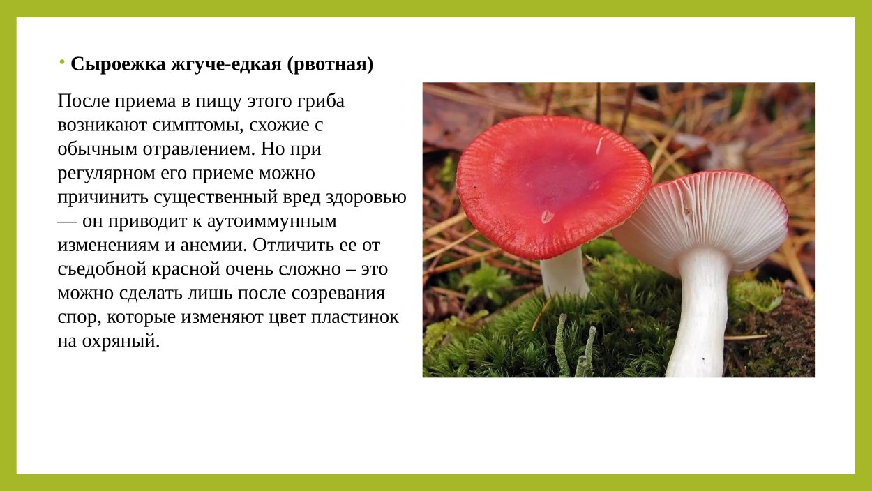 Сыроежка съедобная (Russula vesca).