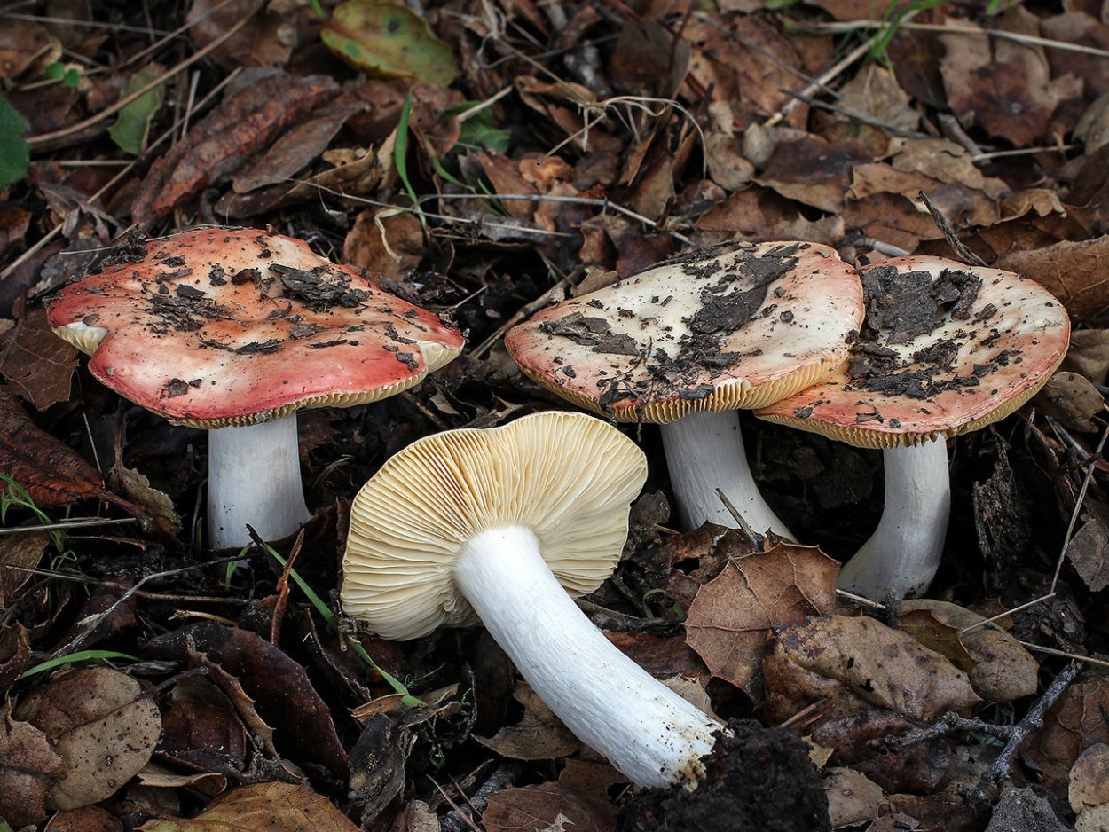 Сыроежка бугорчато-Лазоревая