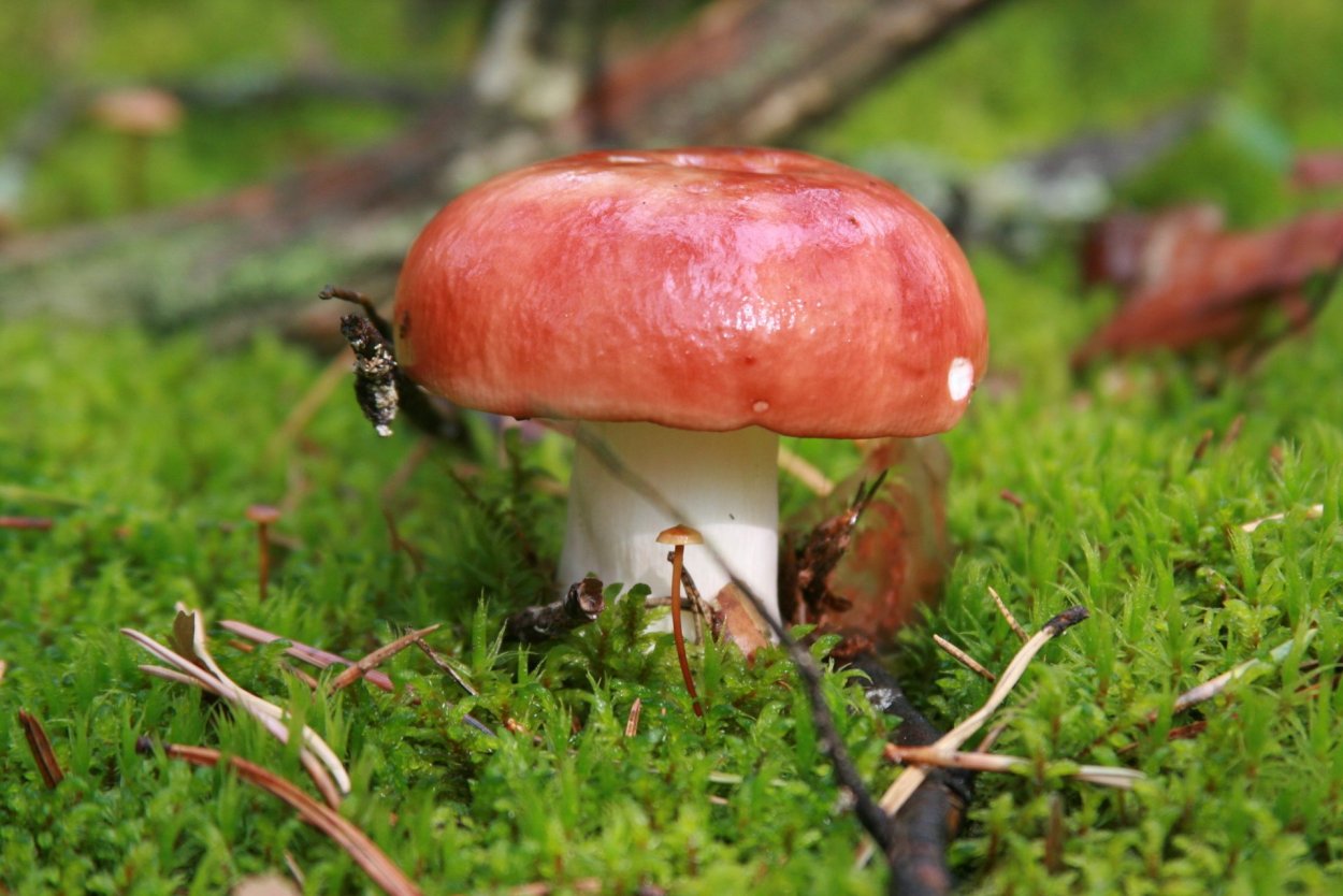 Сыроежка жгучеедкая (Russula emetica)